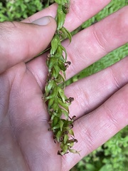 Platanthera pollostantha