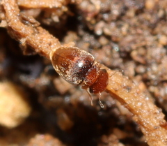 Clambidae