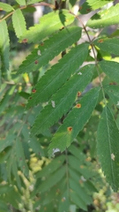 Gymnosporangium cornutum