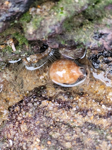 Cypraea nivosa, 2022-08-14