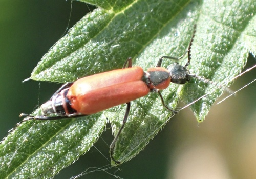 Red Malachite Beetle, Lexmond, Lexmond, South Holland, NL, photo 7 of 10