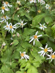 Eurybia chlorolepis