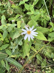 Eurybia chlorolepis