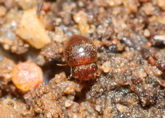 Clambidae