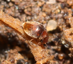 Clambidae