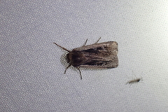 Ochropleura