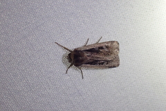 Ochropleura