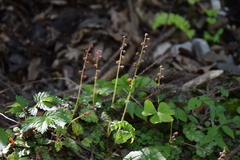 Asimitellaria stylosa