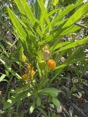 Physalis × elliottii