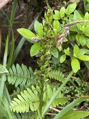 Platanthera pollostantha