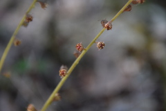 Asimitellaria stylosa