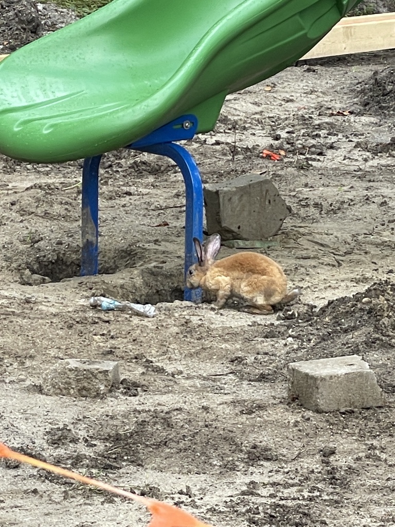 European Rabbit from Fleming Ave, Ormond Beach, FL, US on August 14 ...