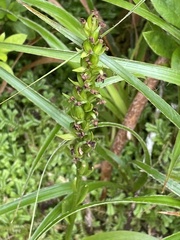Platanthera pollostantha