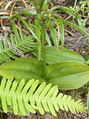 Platanthera pollostantha