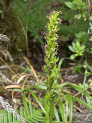 Platanthera pollostantha