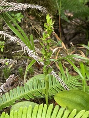 Platanthera pollostantha
