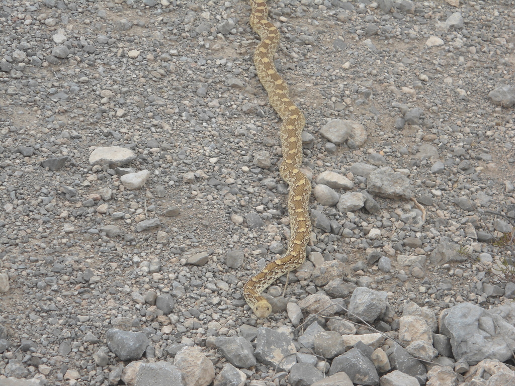 Sonoran Gopher Snake