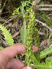 Platanthera pollostantha