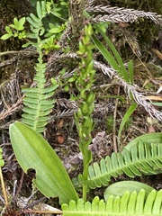 Platanthera pollostantha