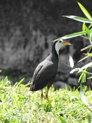 Amaurornis phoenicurus