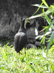 Amaurornis phoenicurus