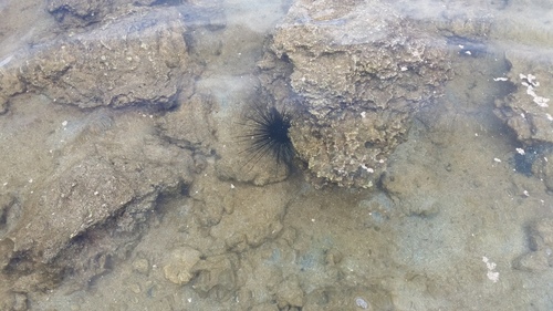 Diadema paucispinum