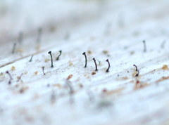 Mycocalicium subtile