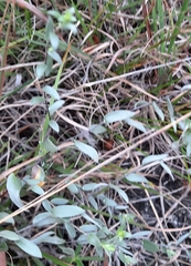 Symphyotrichum sericeum