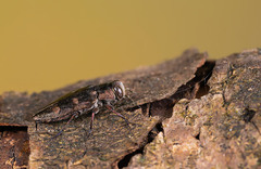 Chrysobothris solieri