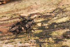 Chrysobothris solieri