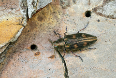 Chrysobothris solieri
