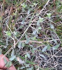 Symphyotrichum sericeum