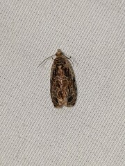 Olethreutes tilianum
