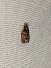 Olethreutes tilianum