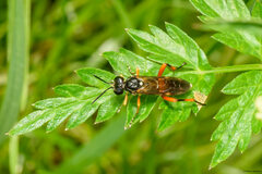 Macrophya rufipes