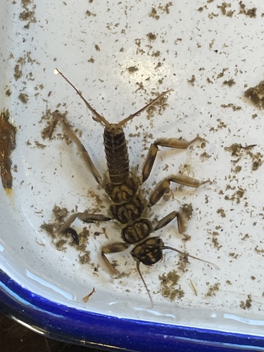 iNaturalist observation photo of Common Stoneflies