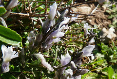 Polygala venulosa