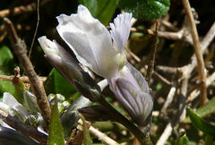 Polygala venulosa