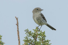 Gray Flycatcher photo 3
