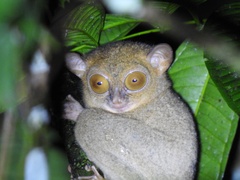 Cephalopachus bancanus borneanus