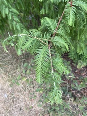 Metasequoia
