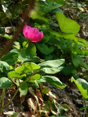 Paeonia caucasica