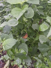 Anthanassa drusilla