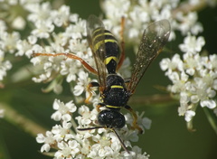 Gorytes quinquecinctus
