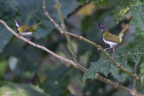 iNaturalist image