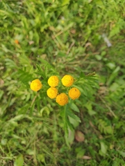 Tanacetum vulgare