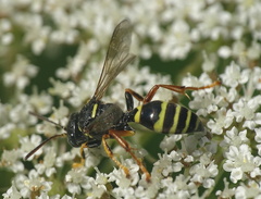 Gorytes quinquecinctus