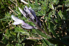 Polygala venulosa
