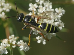 Gorytes quinquecinctus