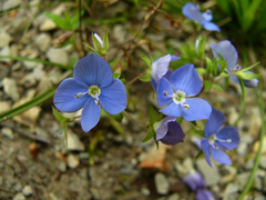 Veronica umbrosa
